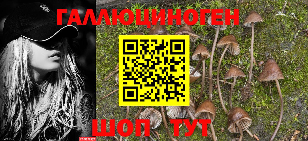 Псилоцибиновые грибы Psilocybe  купить  сайты  Вятские Поляны  Вход с VPN 